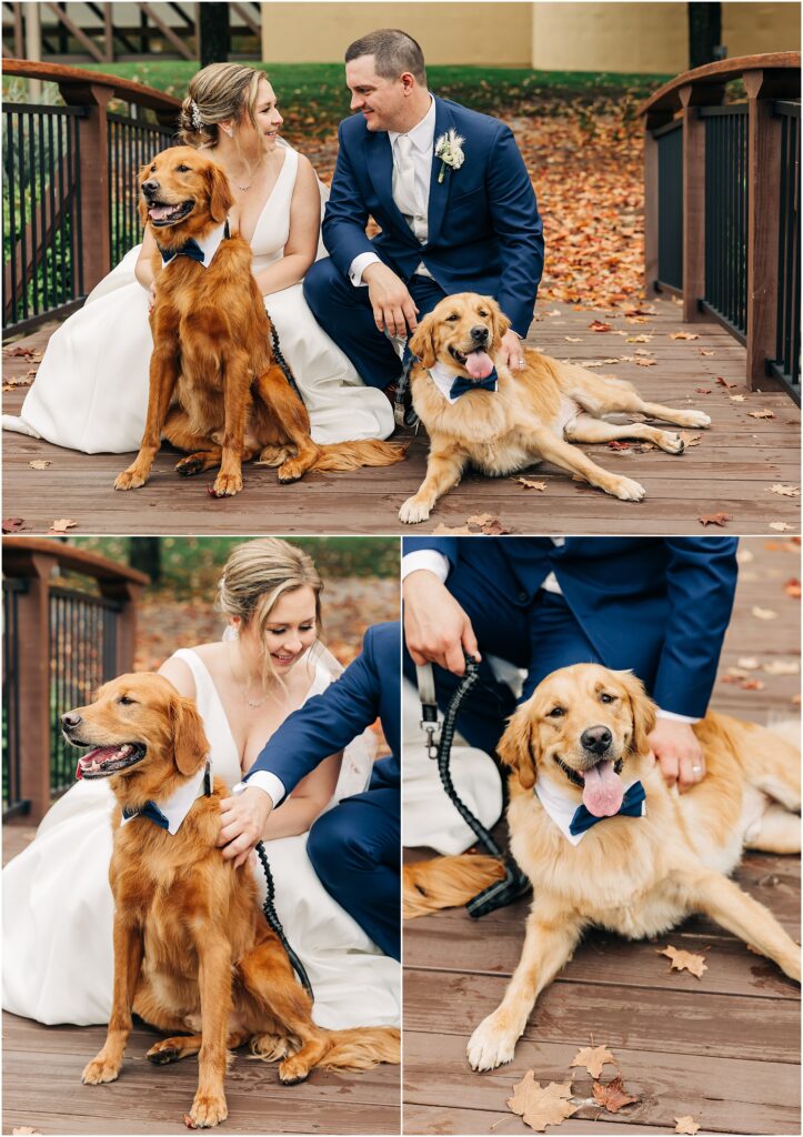 bride and groom with golden retrievers at the Minnesota Discovery Center